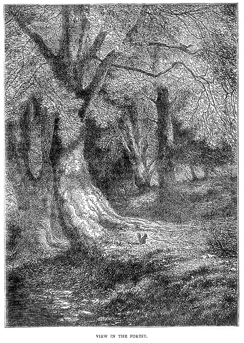 View in the forest