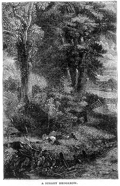 A Surrey Hedgerow